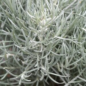 Helichrysum eko / organic 5 ml