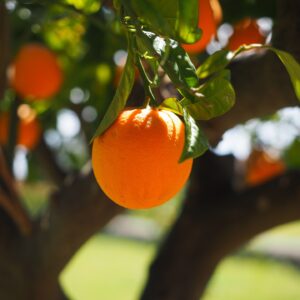 Apelsin söt eko  / Orange sweet organic 10 ml