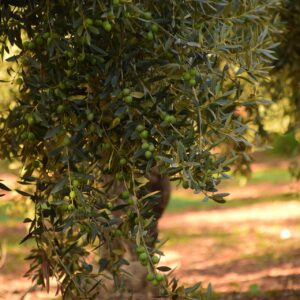 Olivolja 5 liter – 1 liter