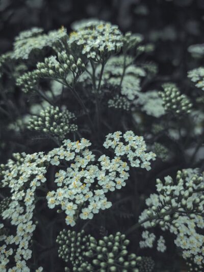 ROSACEA LILLA PAKETET