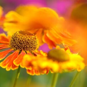 HUD I SOL  9 MAJ 2026