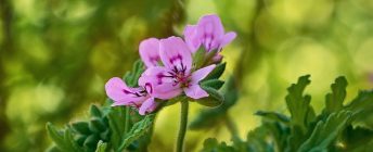 geranium