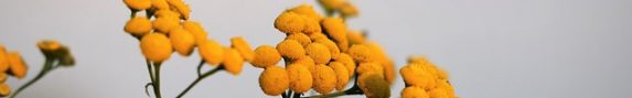 Helichrysum Helichrysum