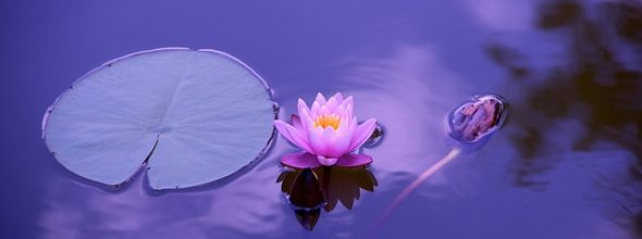 vatten lotus