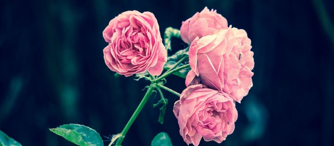 pink-roses-2533389_640